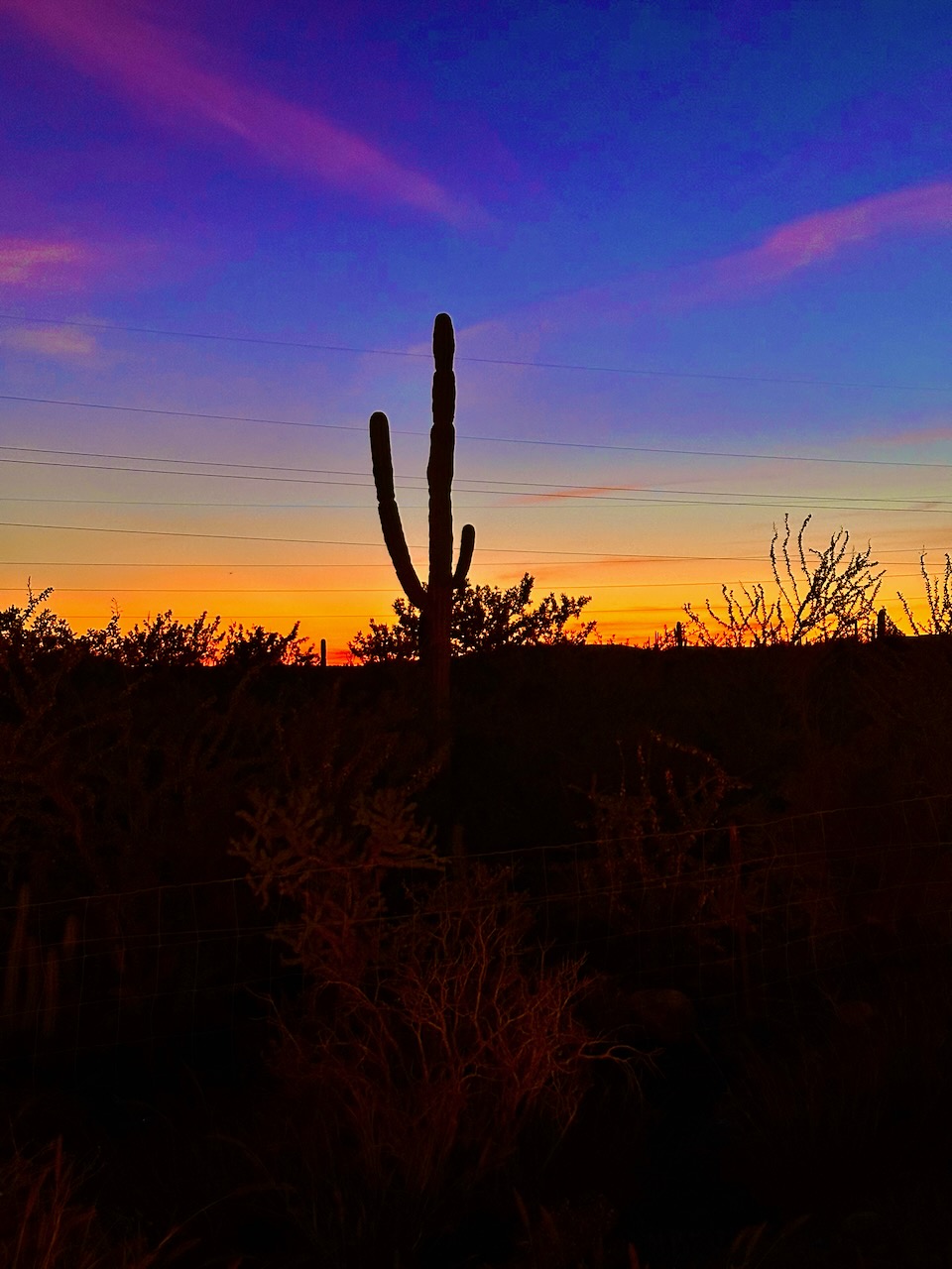 Towering cactus along a Baja desert route